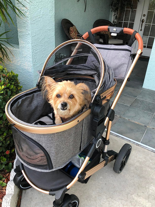 How to Help Your Dog Quickly Adapt to a Pet Stroller