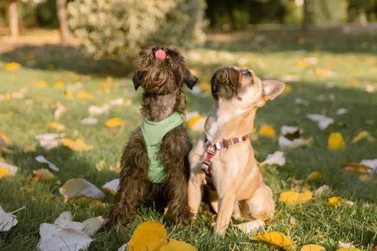 The Perfect Solution for Taking Your Small Dogs Out: The Multi-Functional Pet Stroller